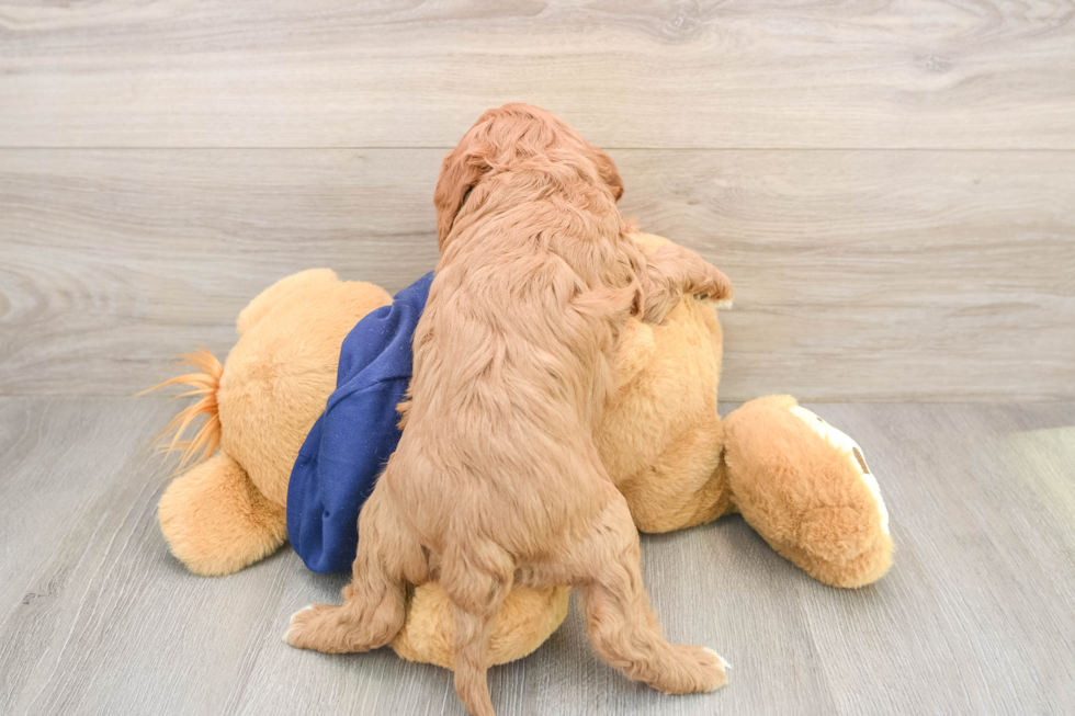 Cavapoo Pup Being Cute