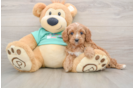 Small Cavapoo Baby