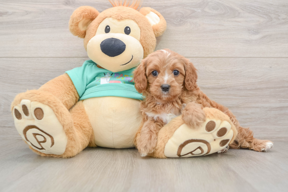 Small Cavapoo Baby
