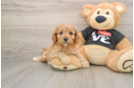 Cute Cavapoo Baby