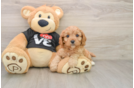 Cavapoo Puppy for Adoption