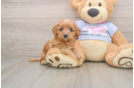 Friendly Cavapoo Baby