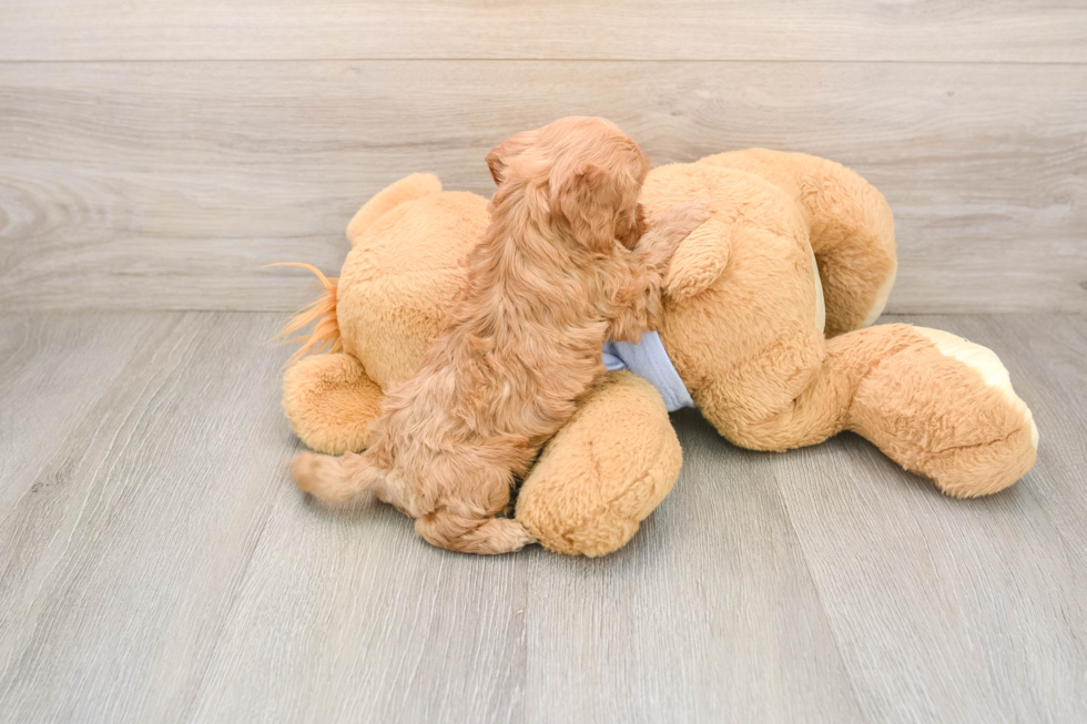 Cavapoo Pup Being Cute