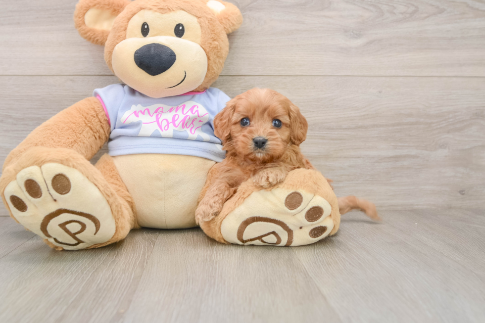 Little Cavipoo Poodle Mix Puppy