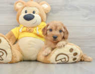 7 week old Cavapoo Puppy For Sale - Florida Fur Babies