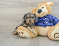 8 week old Cavapoo Puppy For Sale - Florida Fur Babies