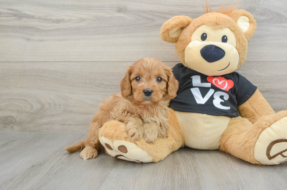 6 week old Cavapoo Puppy For Sale - Florida Fur Babies