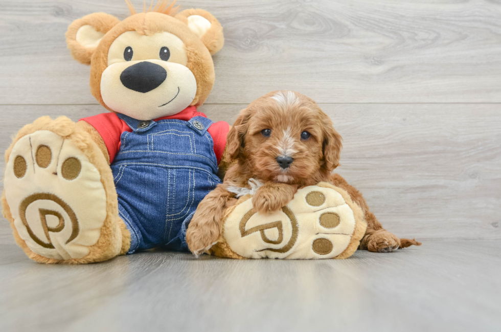 6 week old Cavapoo Puppy For Sale - Florida Fur Babies