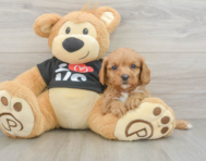 9 week old Cavapoo Puppy For Sale - Florida Fur Babies
