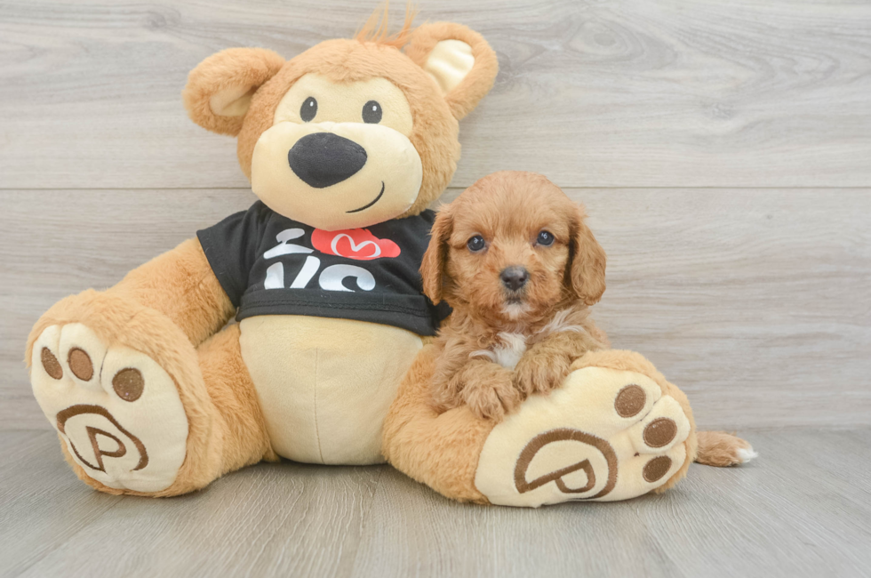 7 week old Cavapoo Puppy For Sale - Florida Fur Babies