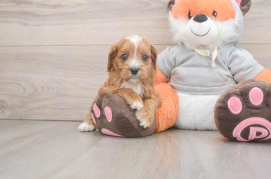 Cavapoo Puppy for Adoption