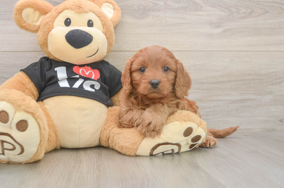5 week old Cavapoo Puppy For Sale - Florida Fur Babies