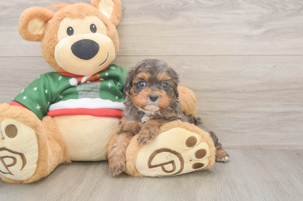 5 week old Cavapoo Puppy For Sale - Florida Fur Babies