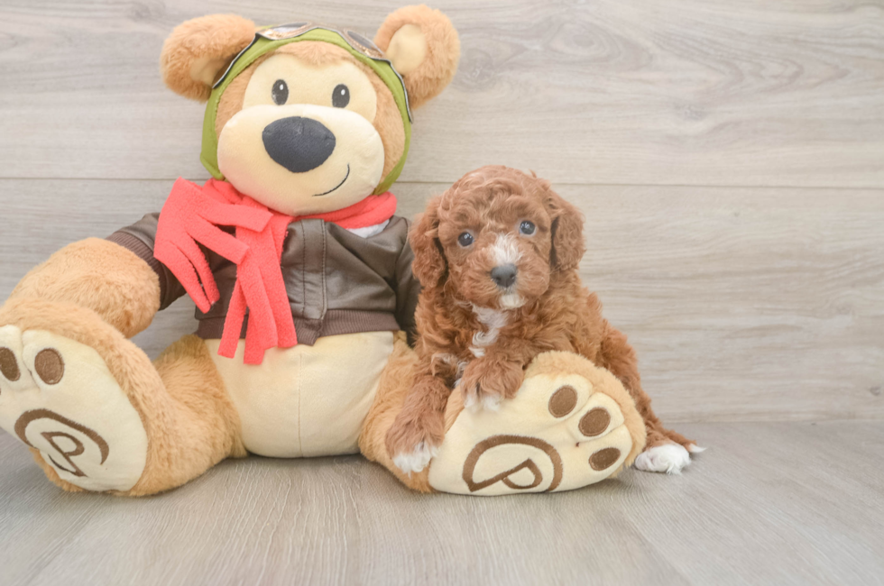 5 week old Cavapoo Puppy For Sale - Florida Fur Babies