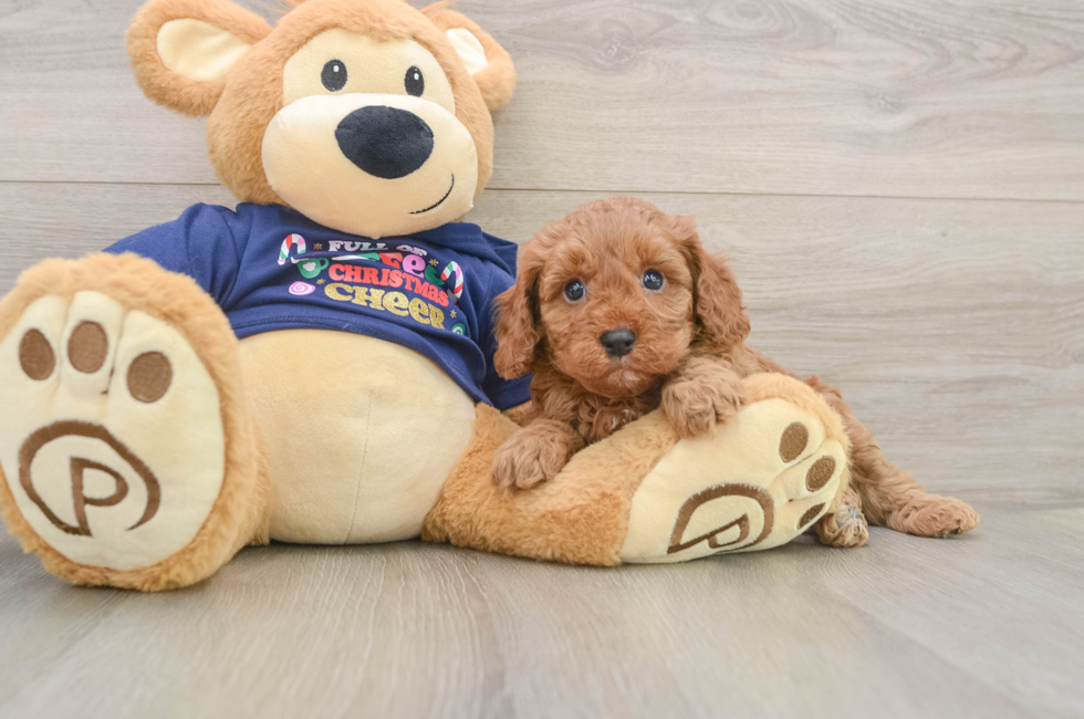 5 week old Cavapoo Puppy For Sale - Florida Fur Babies