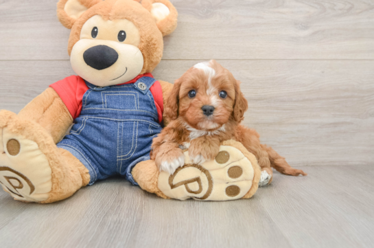 Cute Cavapoo Baby
