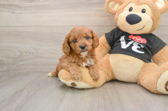 Cavapoo Puppy for Adoption
