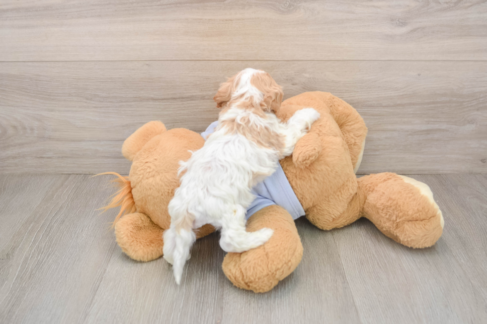 Funny Cavapoo Poodle Mix Pup