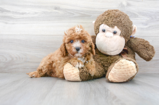 29 week old Cavapoo Puppy For Sale - Florida Fur Babies