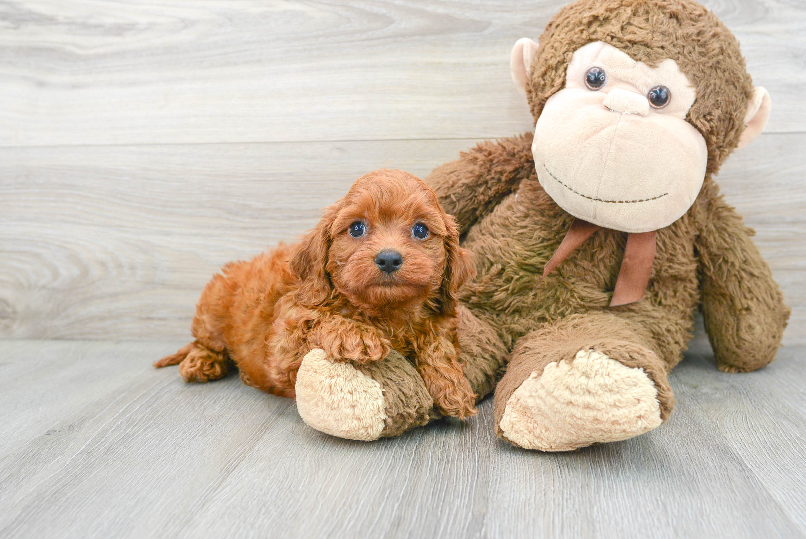 Cavapoo Puppy for Adoption