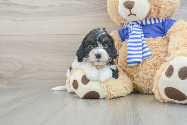 Cavapoo Pup Being Cute