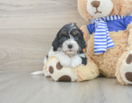 8 week old Cavapoo Puppy For Sale - Florida Fur Babies