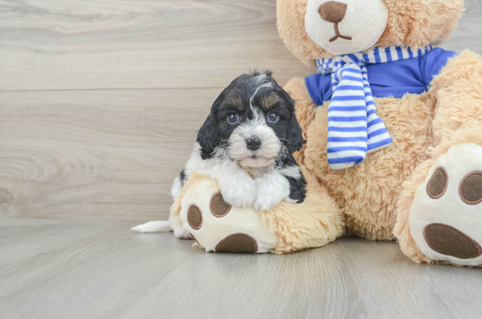 8 week old Cavapoo Puppy For Sale - Florida Fur Babies