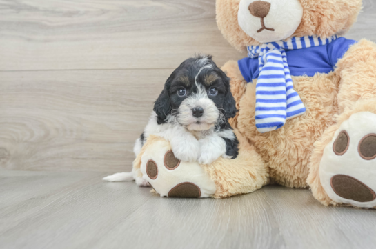 Cavapoo Pup Being Cute