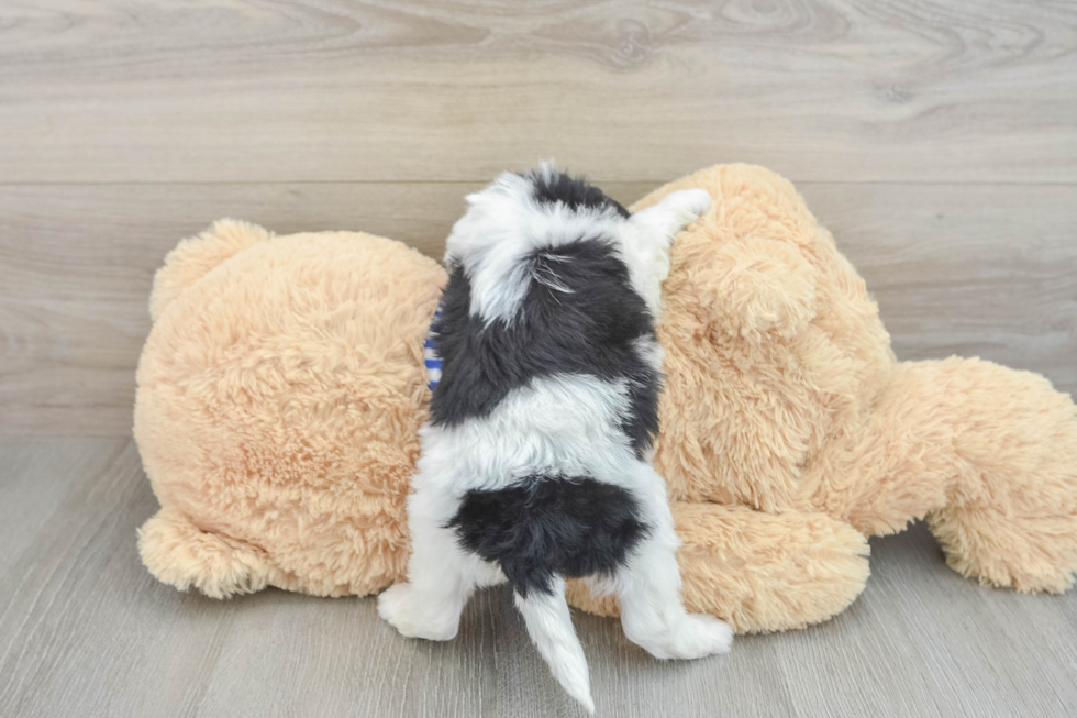 Sweet Cavapoo Baby