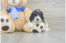 Cavapoo Puppy for Adoption