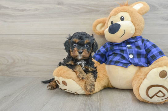 Energetic Cavoodle Poodle Mix Puppy