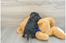 Cavapoo Pup Being Cute