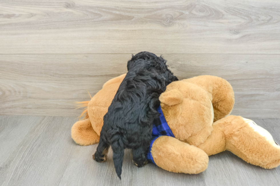 Cavapoo Pup Being Cute