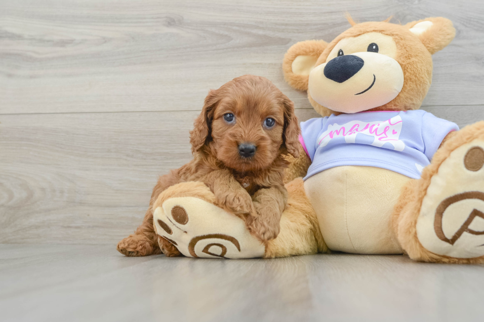 Cavapoo Puppy for Adoption