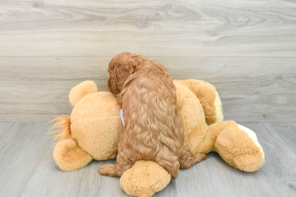 Best Cavapoo Baby