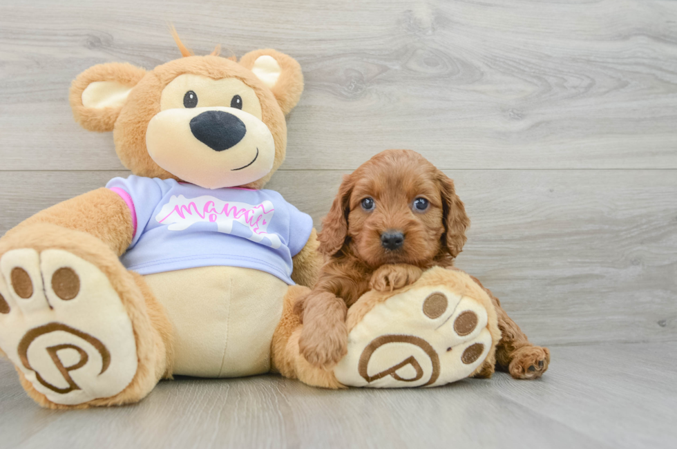 6 week old Cavapoo Puppy For Sale - Florida Fur Babies