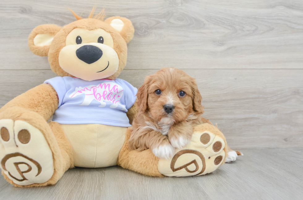 5 week old Cavapoo Puppy For Sale - Florida Fur Babies