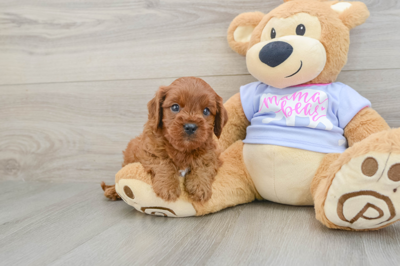 Meet Bodhi - our Cavapoo Puppy Photo 1/3 - Florida Fur Babies