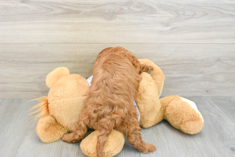 Meet Bodhi - our Cavapoo Puppy Photo 2/3 - Florida Fur Babies