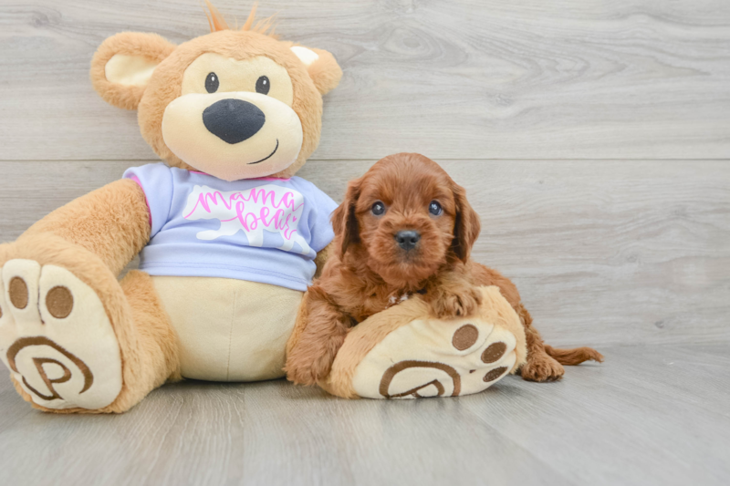Meet Bodhi - our Cavapoo Puppy Photo 3/3 - Florida Fur Babies