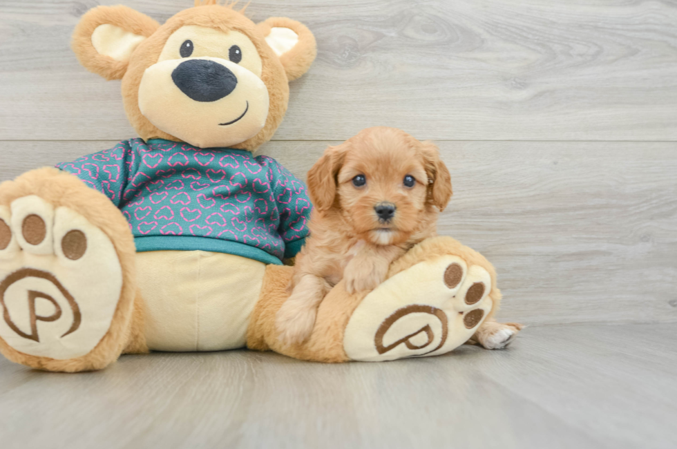 6 week old Cavapoo Puppy For Sale - Florida Fur Babies