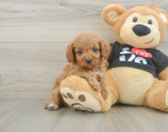 9 week old Cavapoo Puppy For Sale - Florida Fur Babies