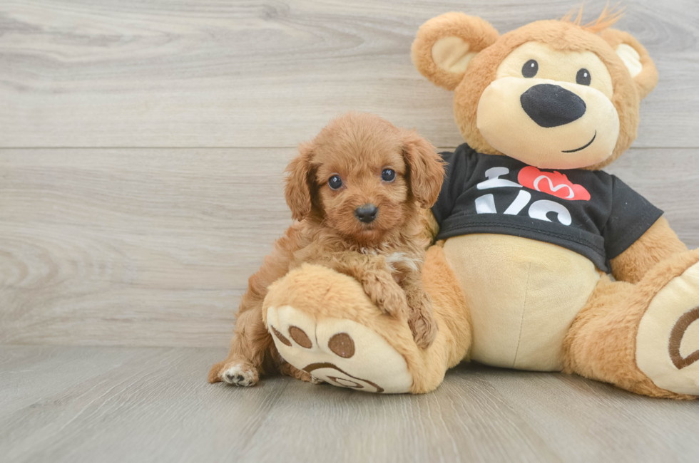7 week old Cavapoo Puppy For Sale - Florida Fur Babies