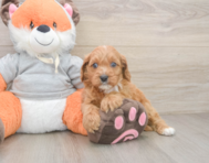 8 week old Cavapoo Puppy For Sale - Florida Fur Babies