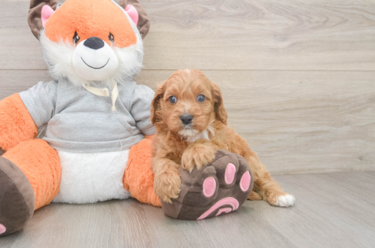 Best Cavapoo Baby