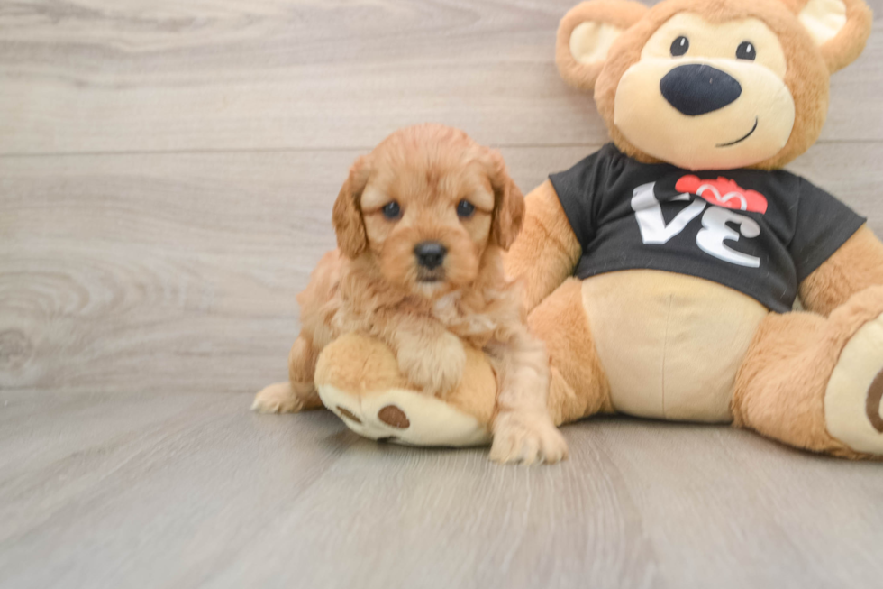 Sweet Cavapoo Baby