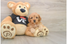 Cavapoo Puppy for Adoption