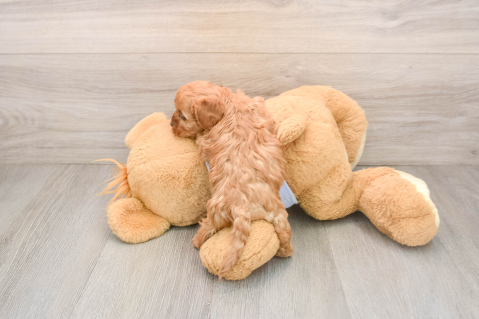Energetic Cavoodle Poodle Mix Puppy