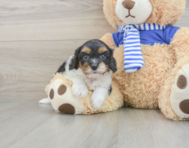 8 week old Cavapoo Puppy For Sale - Florida Fur Babies