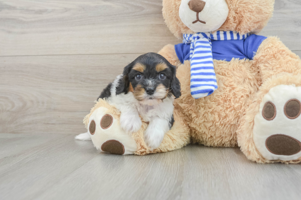 8 week old Cavapoo Puppy For Sale - Florida Fur Babies